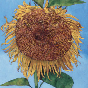 dried-sunflower